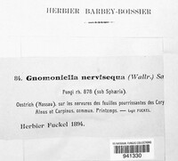 Gnomonia nervisequa image
